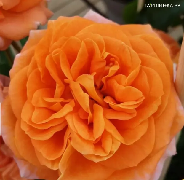 Роза Манго флорибунда