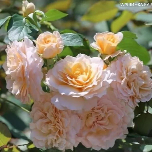 Роза Марджори Маршал шраб