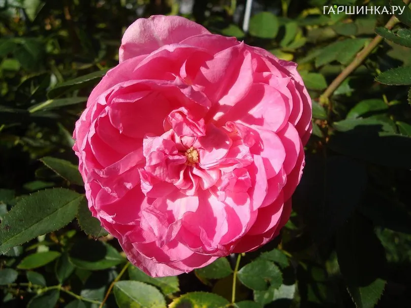 Роза Прейри Джой канадская