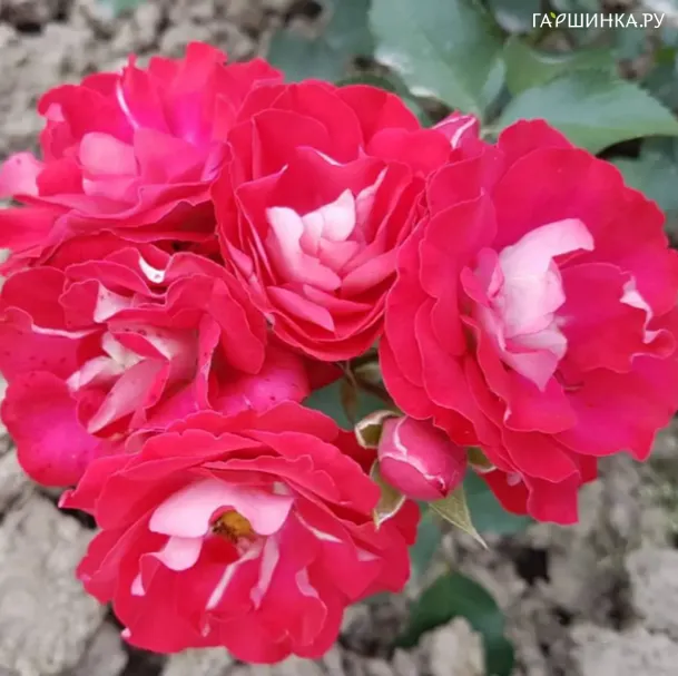 Роза Розиге Ландростай флорибунда