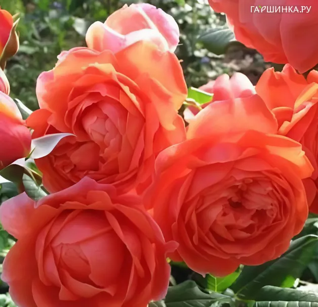 Роза Саммер Сонг