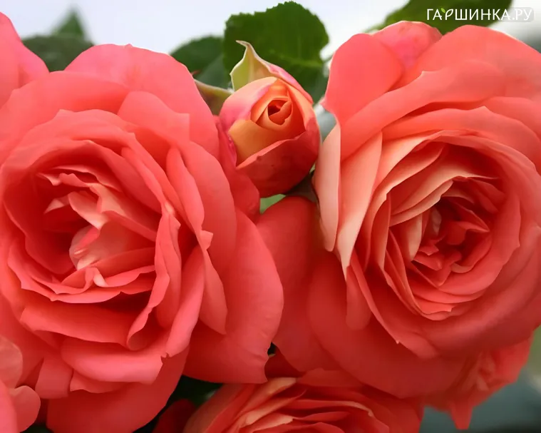 Роза Соммерзоне флорибунда