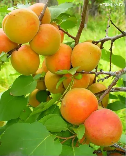Абрикос Царский