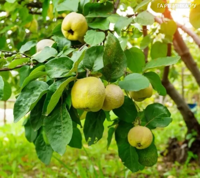 Айва (Хеномелес) Маслянка ранняя