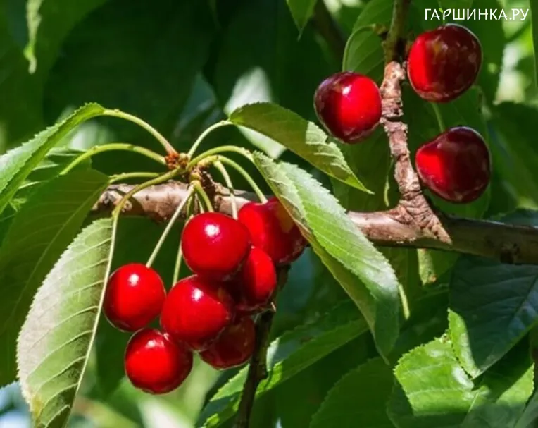 Вишня Стандарт Урала