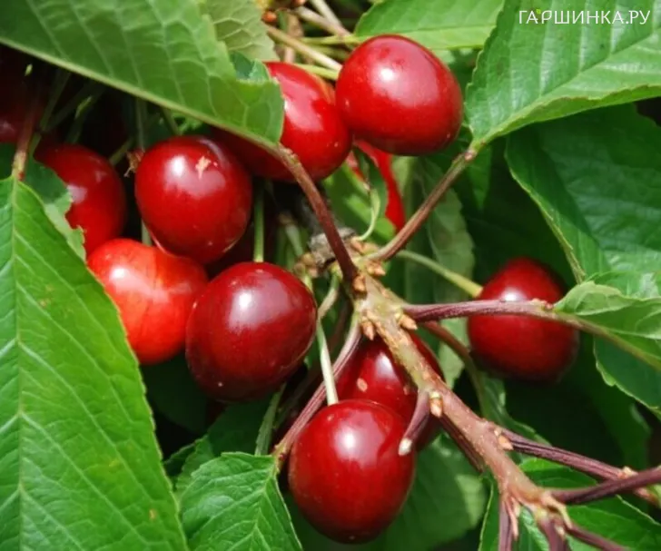 Вишня Анна карликовая