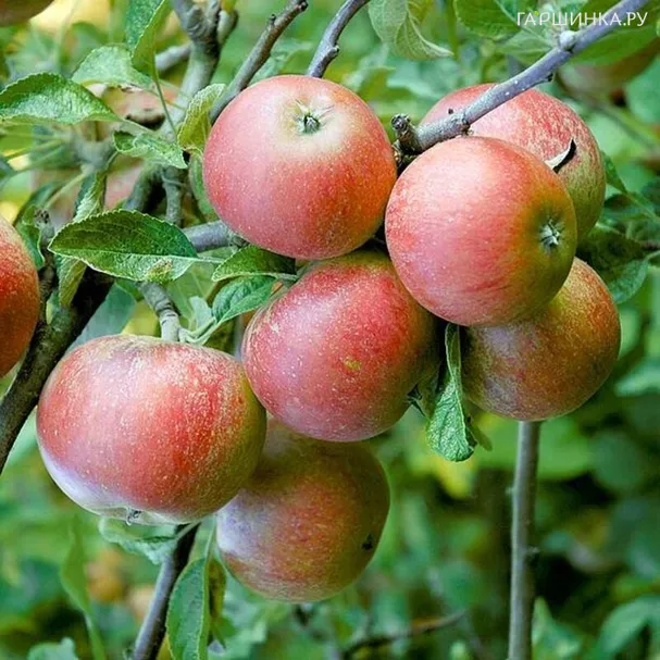 Яблоня Сладкая нега
