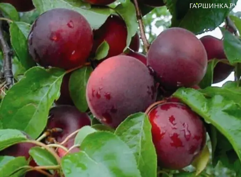 Абрикос Черный принц самоплодный