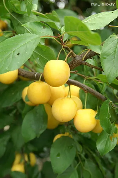 Алыча Злато скифов