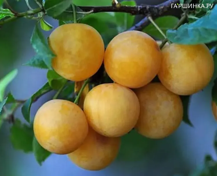 Алыча Желтая Хопны