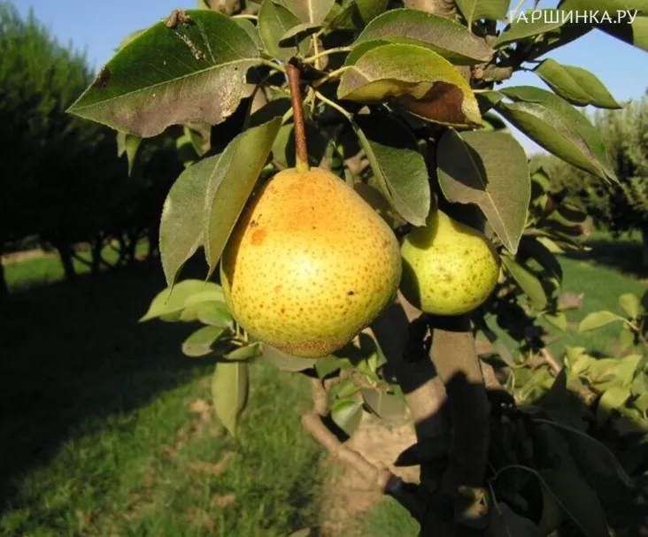 Груша Вильямс