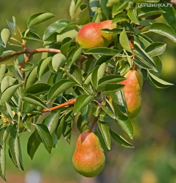 Груша Аббат фетель