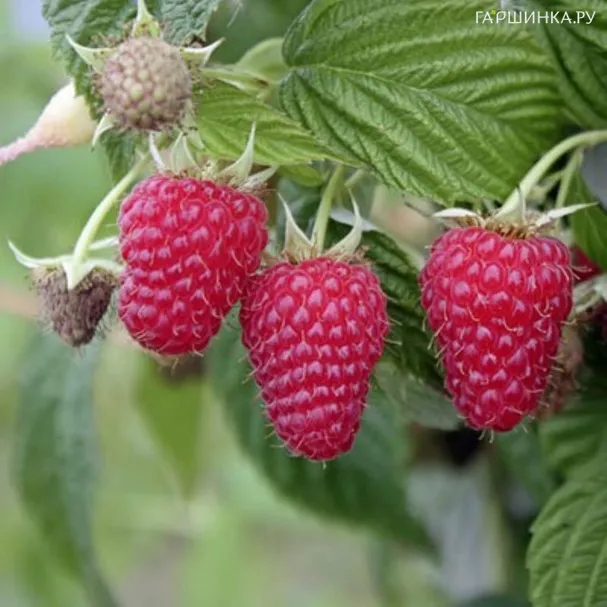 Малина Маравилла