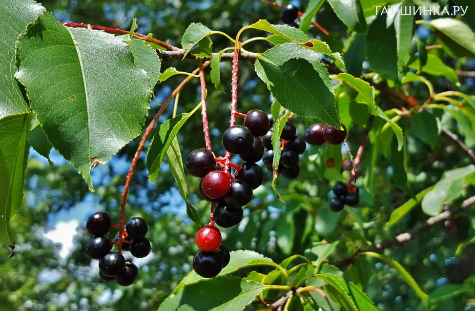 Черешня Французская черная