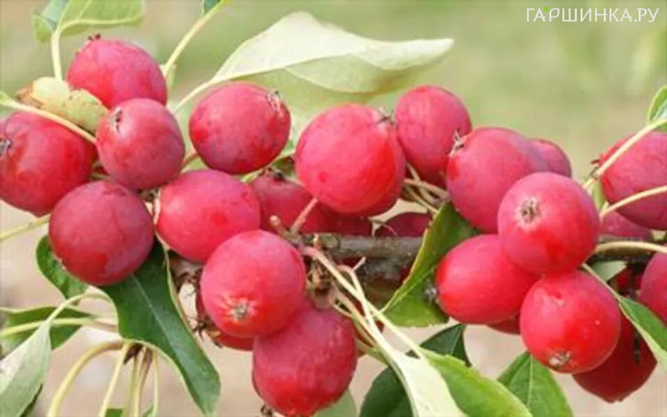 Яблоня Ранетка