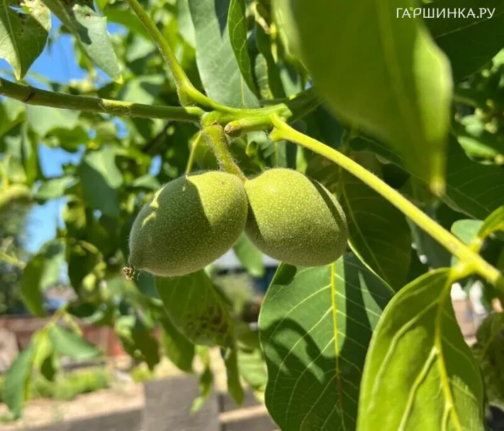 Орех грецкий Аврора