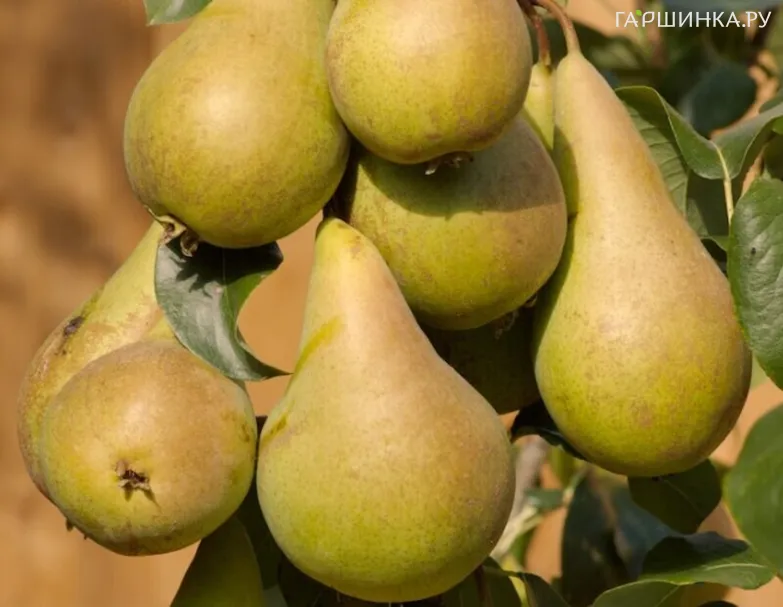 Груша Даликор колоновидная