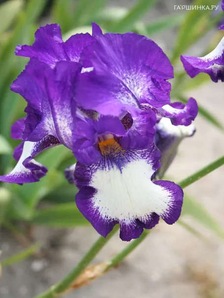 Ирис бородатый Гилвей