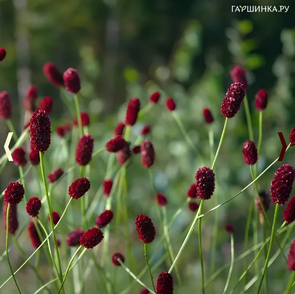 Кровохлебка Ред Барон лекарственная