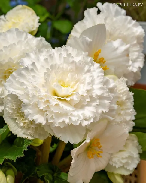 Бегония бахромчатая Фимбриата Вайт 1 шт