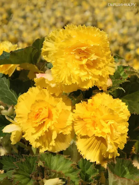 Бегония бахромчатая Фимбриата Йелоу 1 шт