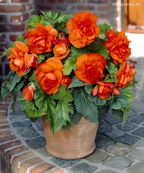 Бегония махровая Дубль Оранж 1 шт