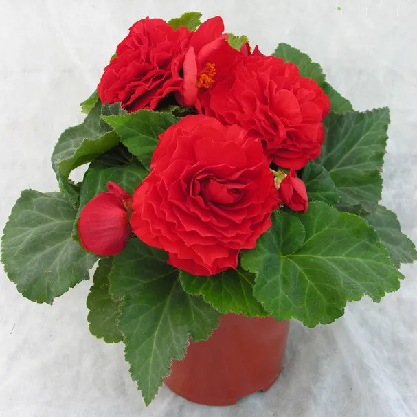 Бегония махровая Дубль Ред 1 шт