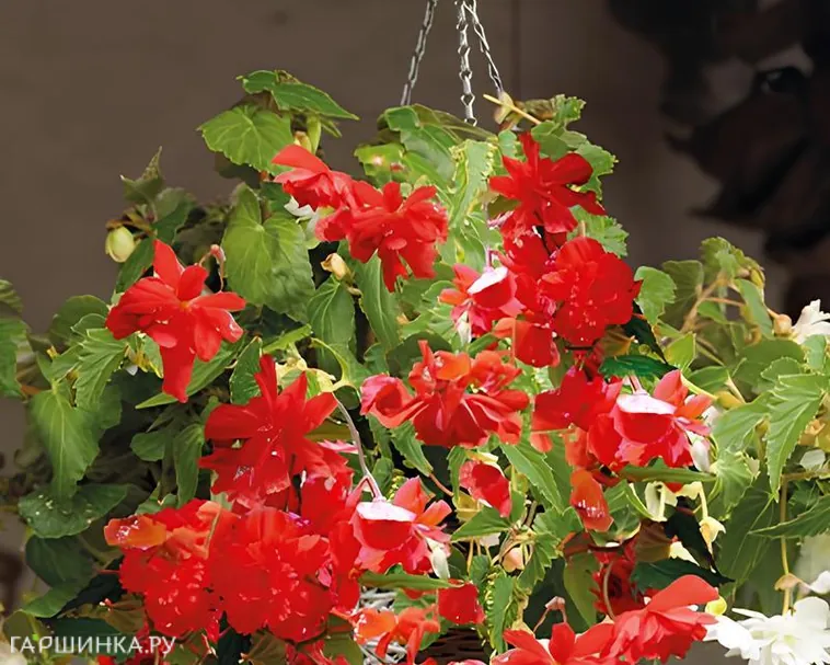 Бегония Пендула Ред