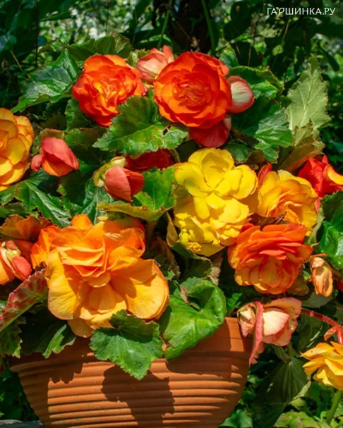 Бегония Пикоти Каскад Санрей 1 шт