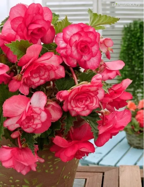 Бегония Пикоти Каскад Флоренс 1 шт