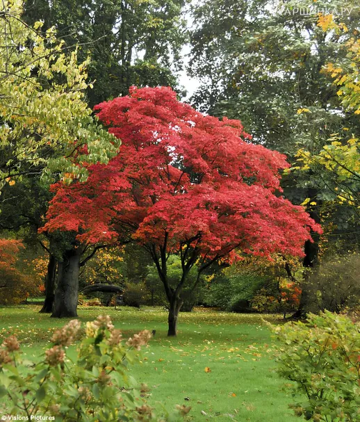 Клен Осаказуки веерный