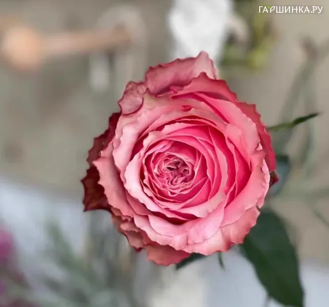Роза Белиз