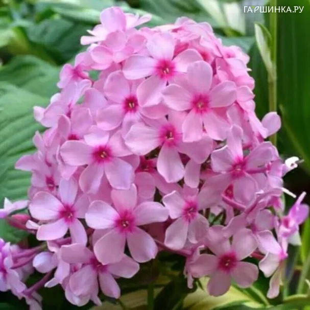 Флокс Гуттиэре