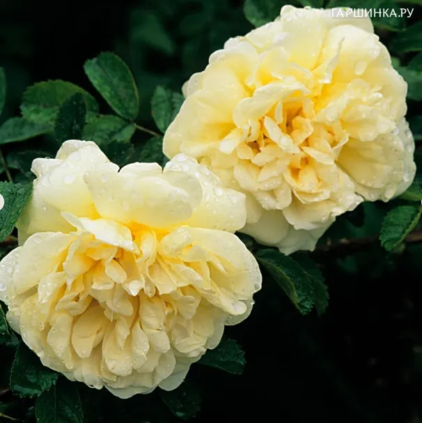 Роза Агнес ругоза (лиц)