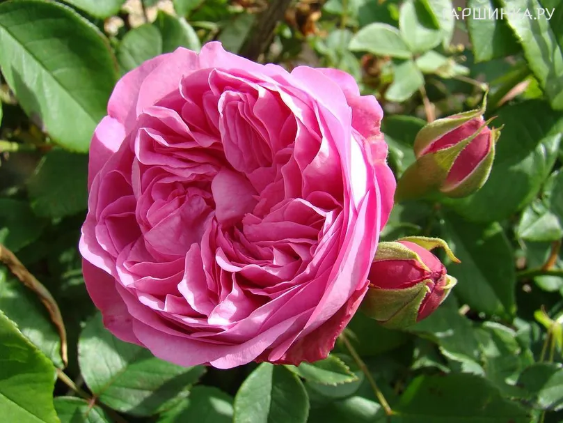 Роза Луиза Одье историческая (лиц)