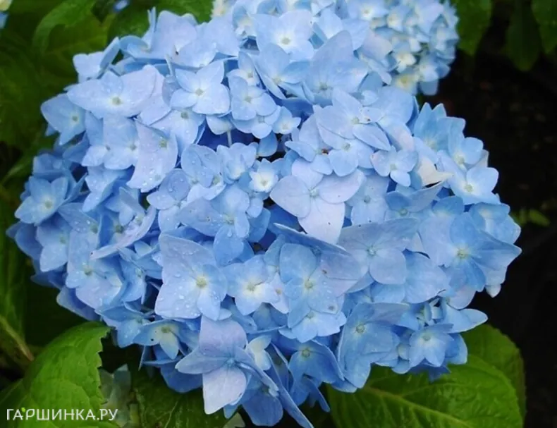 Гортензия Никко Блю крупнолистная (макрофила)