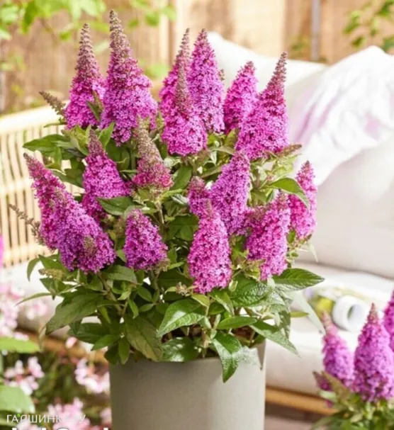 Буддлея Давида Батерфляй Канди Литл Цериз