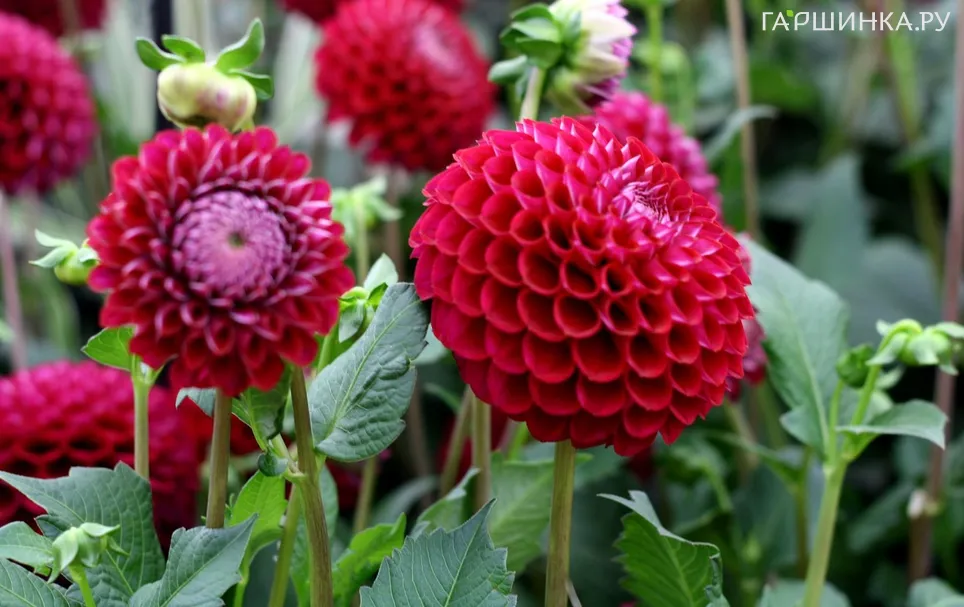 Георгина Иванетти шаровидная