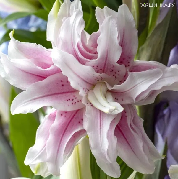 Лилия Аннушка восточная розовидная