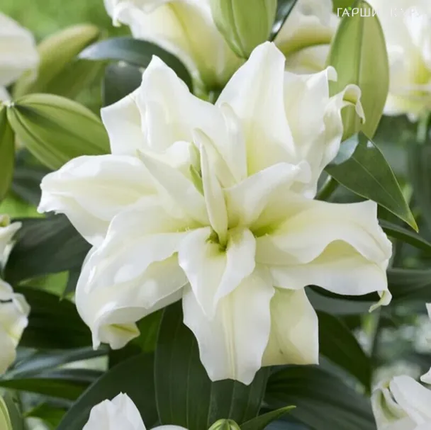 Лилия Зита восточная розовидная