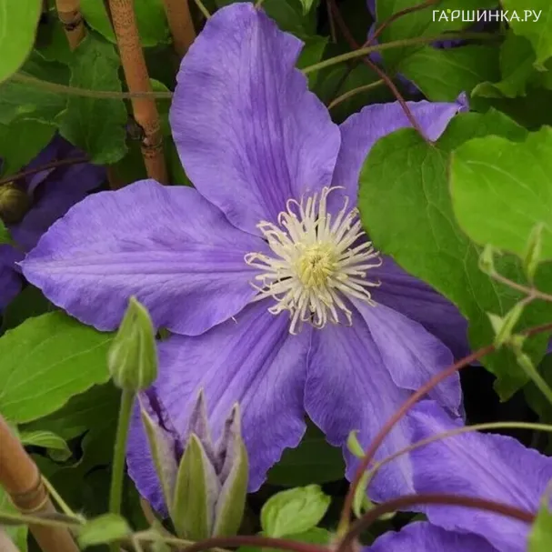 Клематис Лазурштерн крупноцветковый (2)