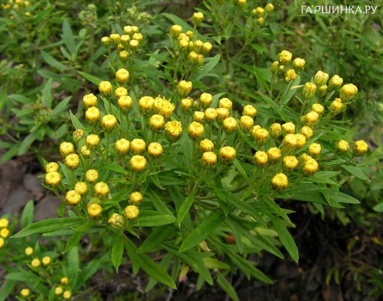 Аяния Палласа