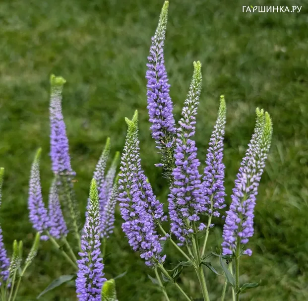 Вероника длиннолистная Фест Глори
