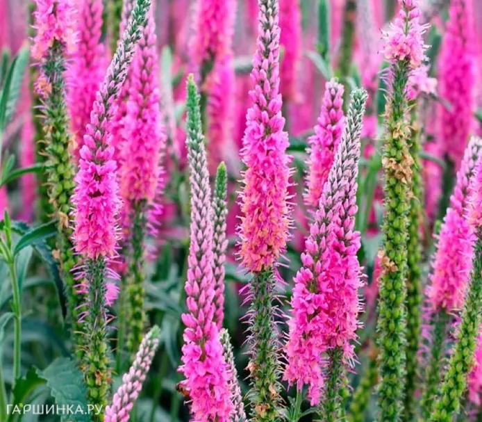 Вероника колосковая Анниверсари Нью Роуз