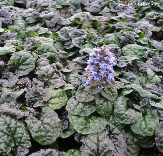 Живучка (Аюга) пирамидальная Металлика Криспа