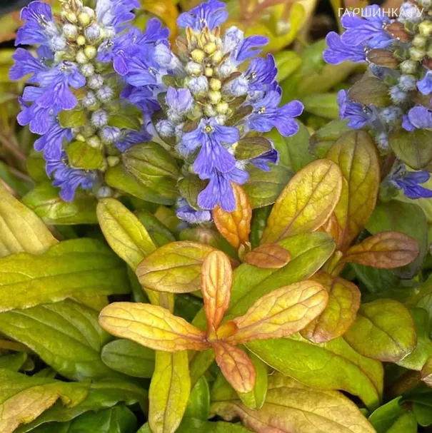 Живучка (Аюга) ползучая Физеред Френдс Фэнси Финч