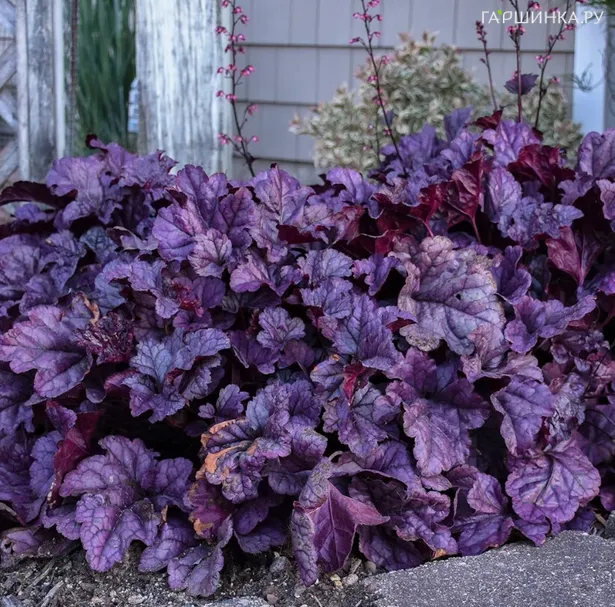 Гейхера Вайлдберри