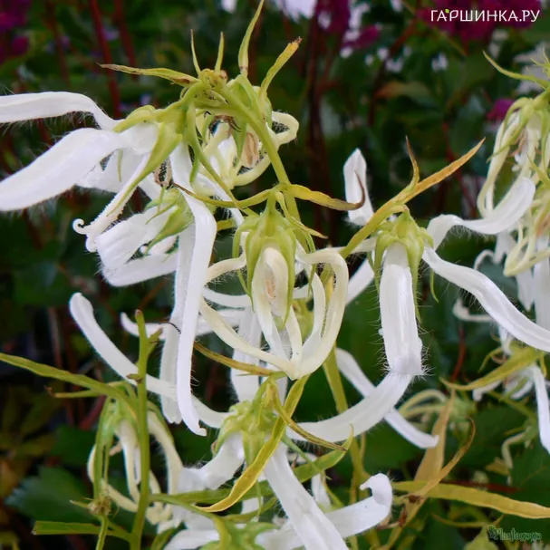 Колокольчик Вайт Октопус такесимский