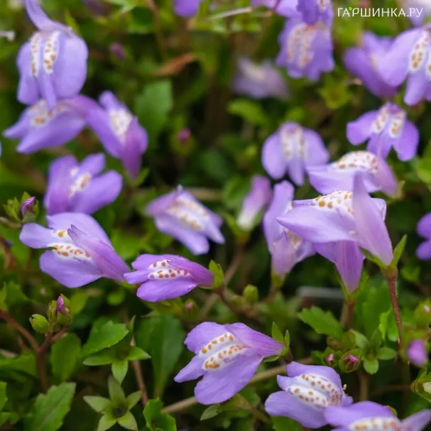 Мазус ползучий