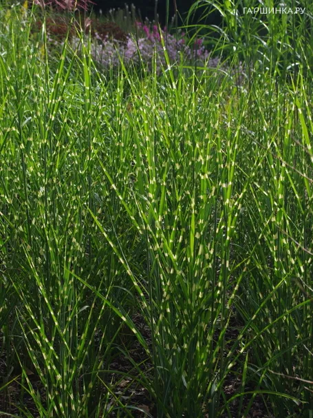 Мискантус Стриктус Дварф китайский